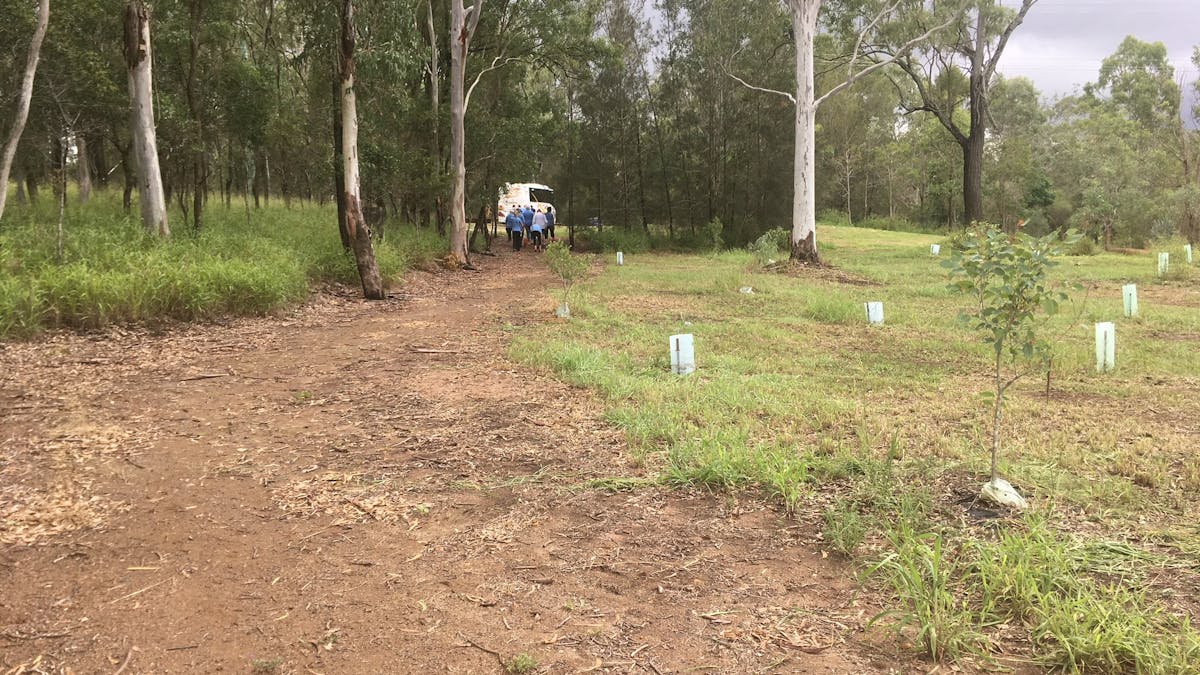 Open reserve area with trees and grass