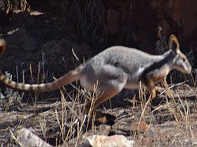 FLINDERS RANGES