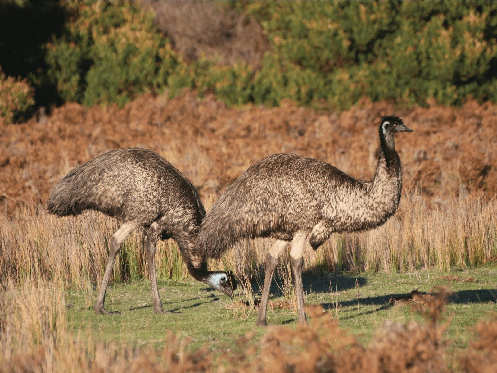 CGT Wildlife Tour - Emus