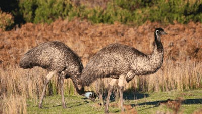 CGT Wildlife Tour - Emus