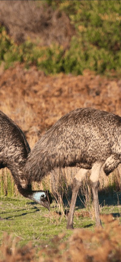 CGT Wildlife Tour - Emus
