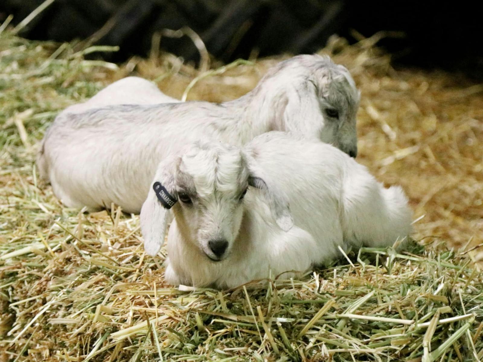 Animal nursery
