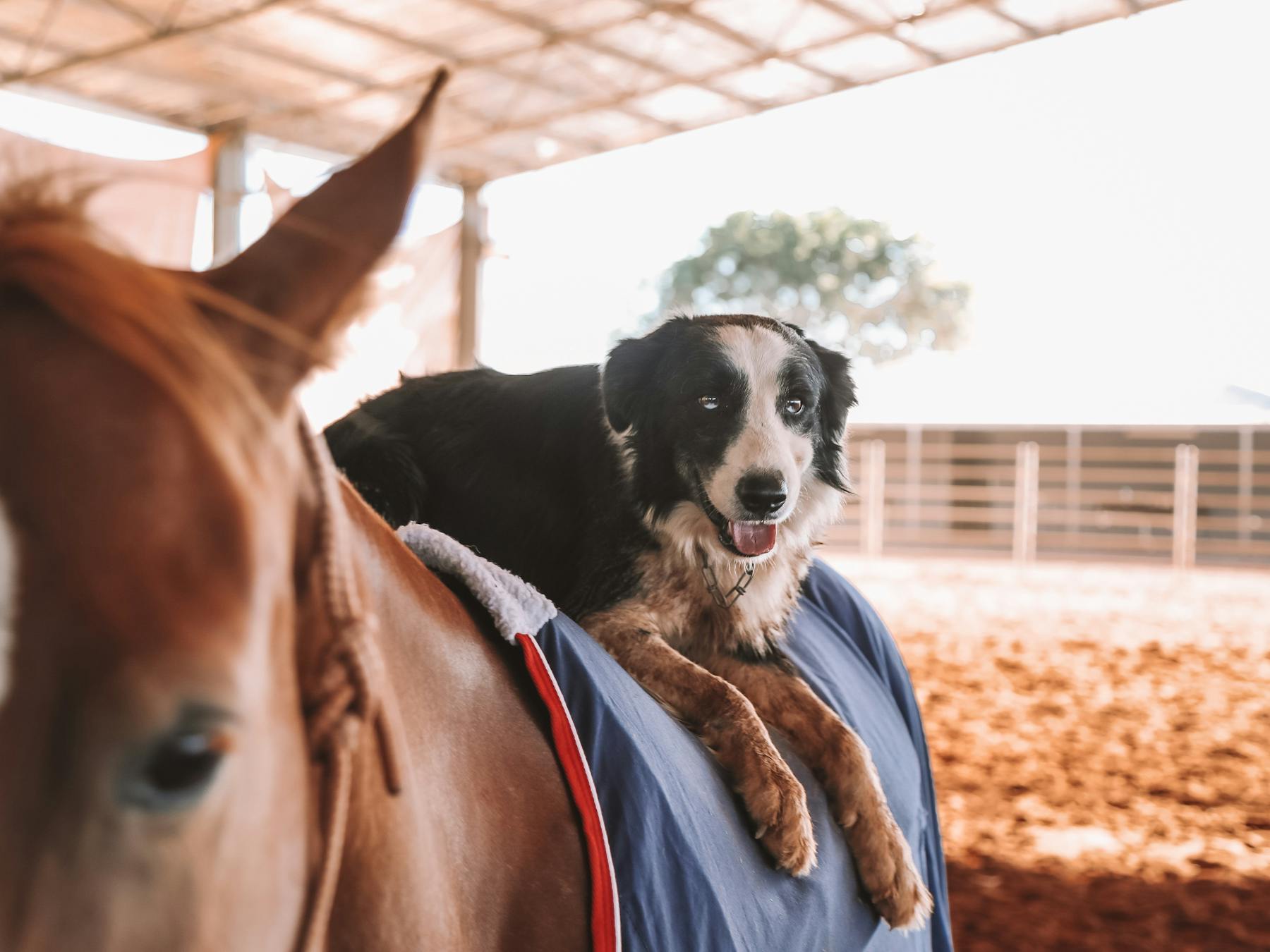 Dog on horse