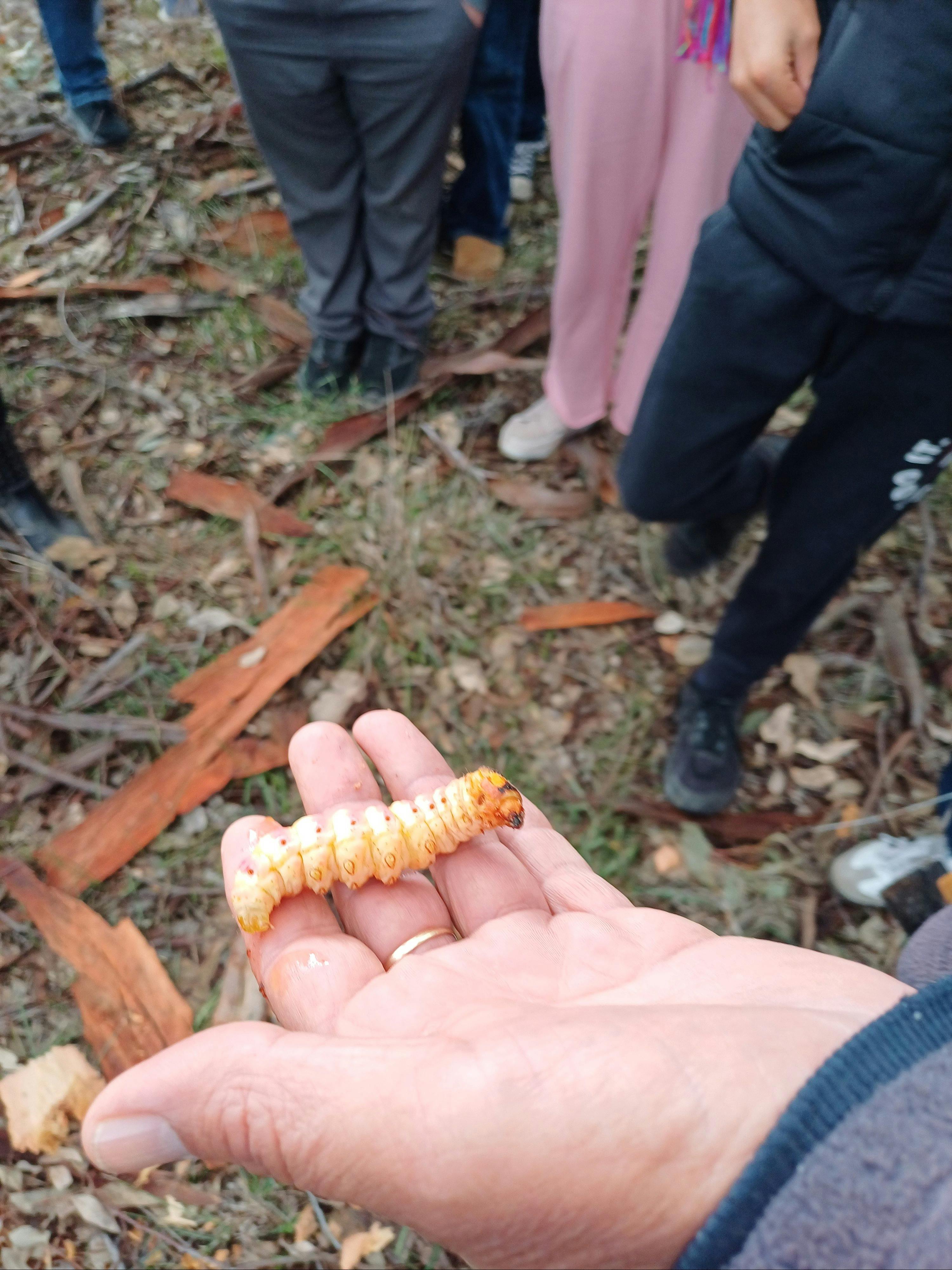 誰かの手の中に、大人の指ほどの大きさの大きなオオカミキリがいます。