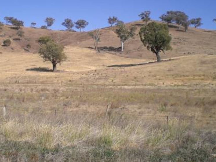 Adelong Creek Camp