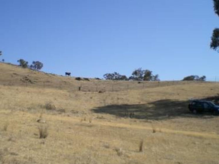 Adelong Creek Camp