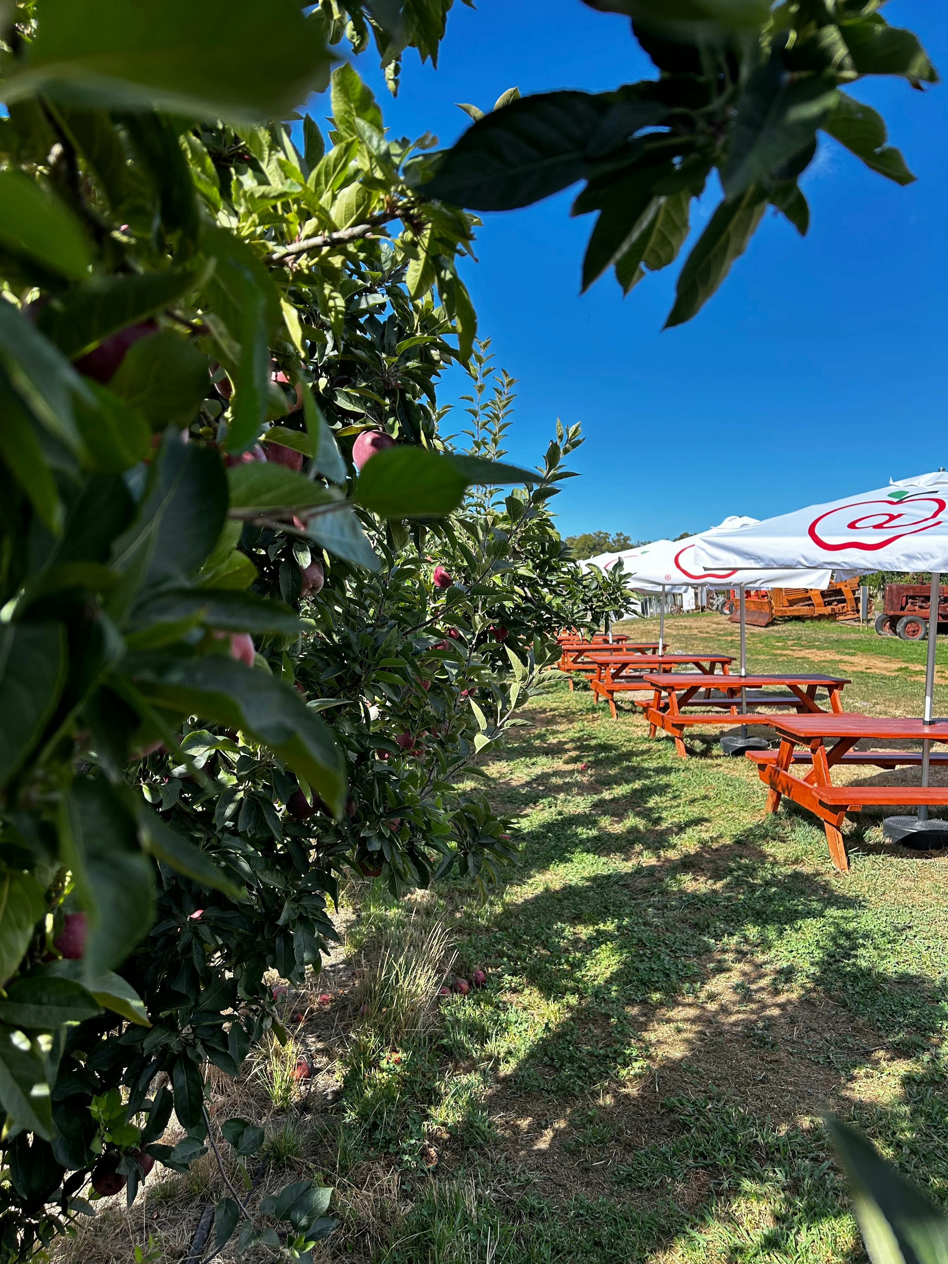 Autumn School Holiday Apple Picking