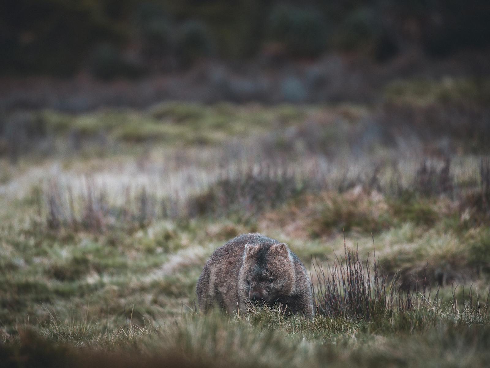 Wombat in grassland