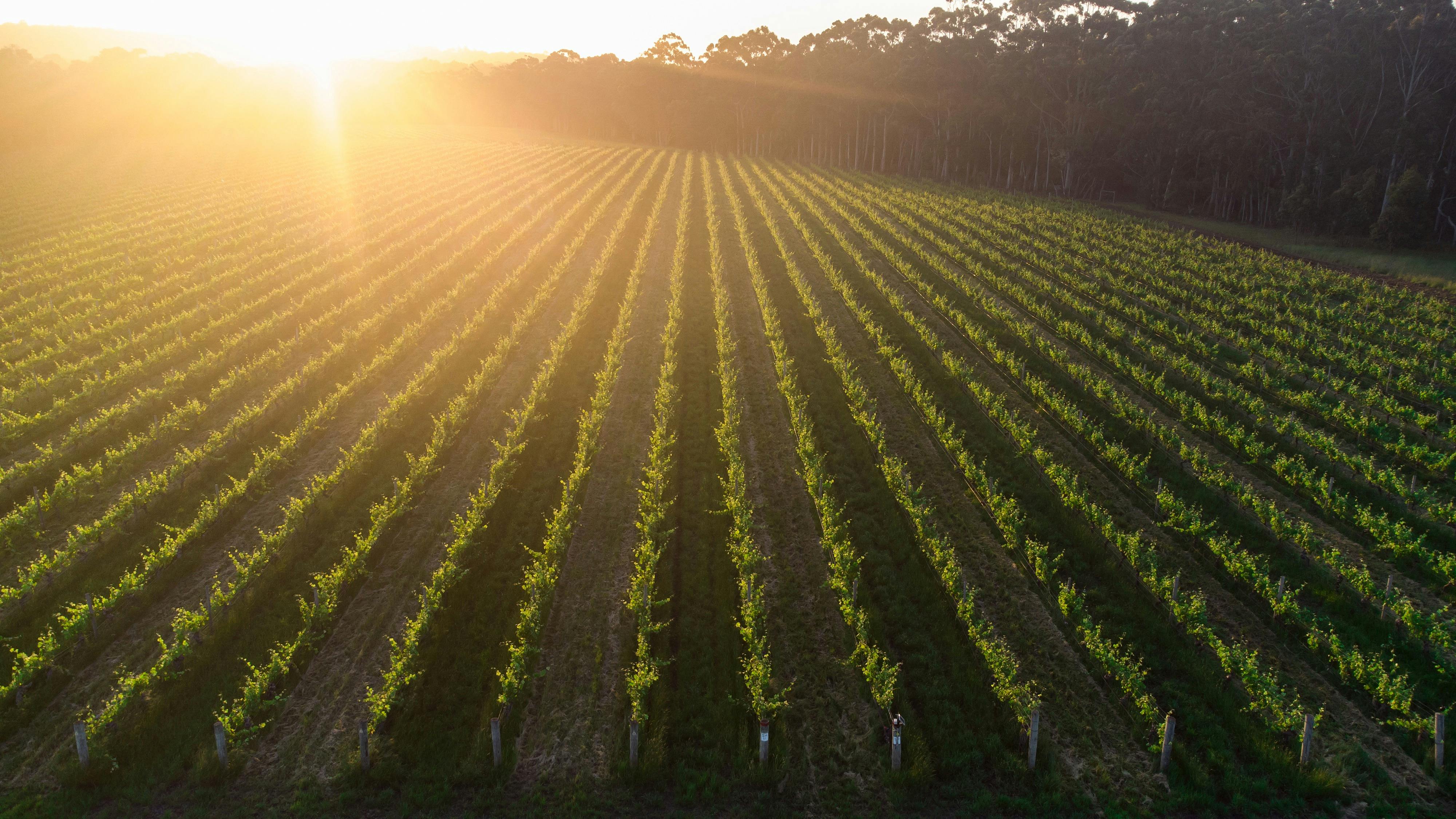 Margaret River Premium Vineyard
