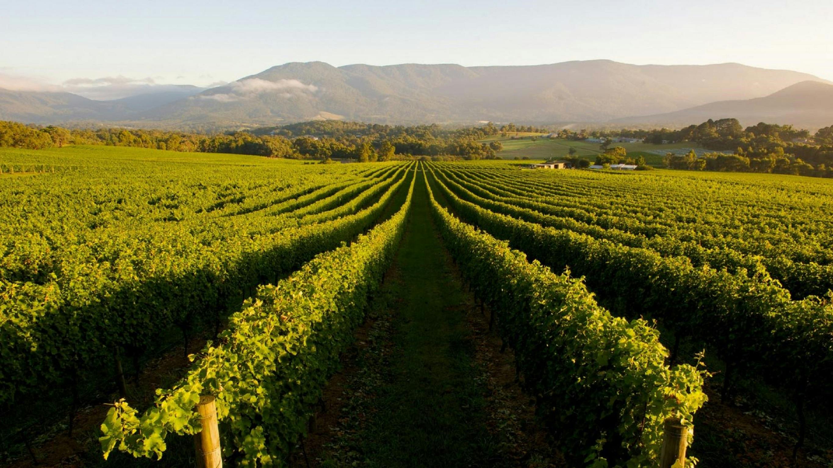 Mudgee, NSW - Boutique Wine Tour Experience