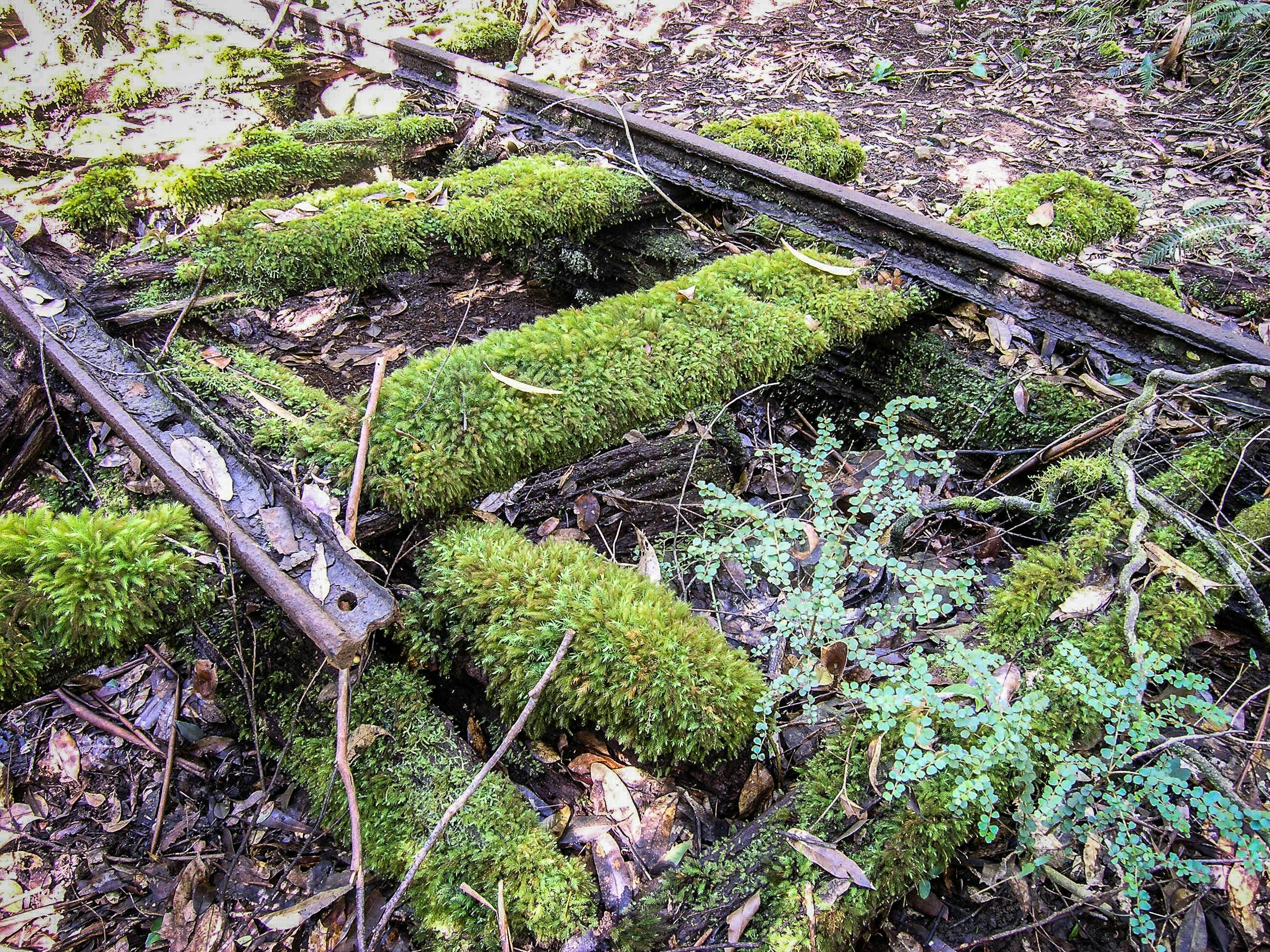Wootton Historical Railway Walk - Wang Wauk State Forest