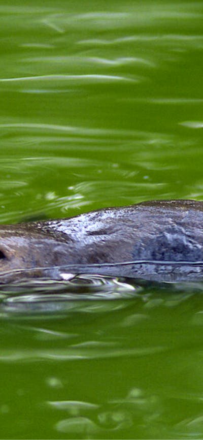Platypus swimming in a river.