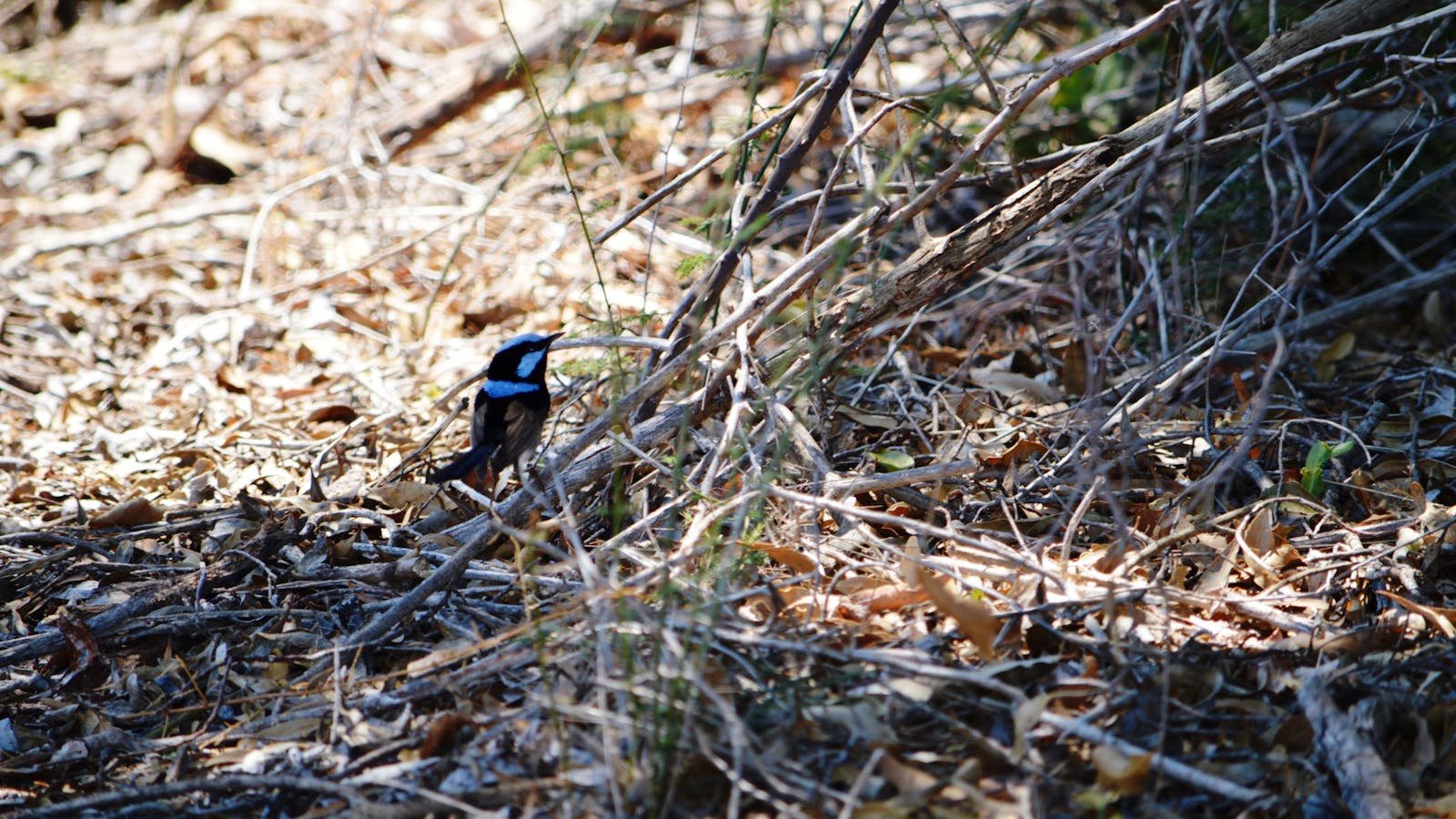 Birdwatching in the South Burnett