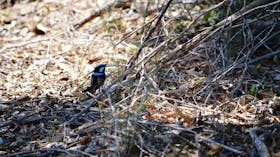 Birdwatching in the South Burnett