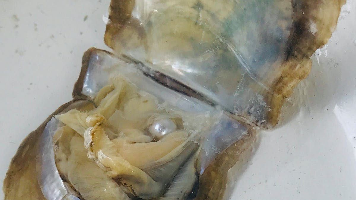 Pearl Oyster