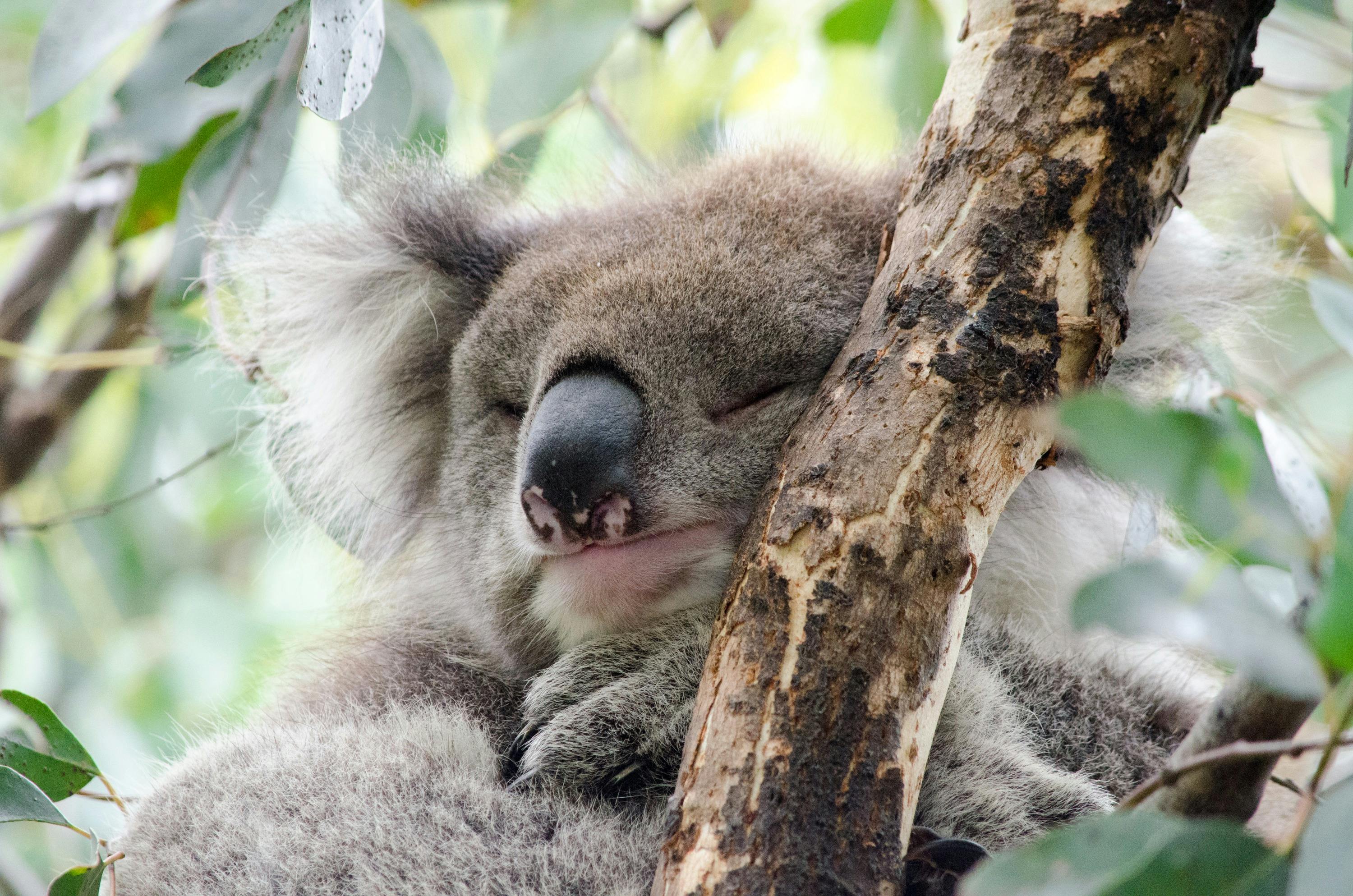 Wildlife Tours Australia - Great Ocean Road Sleeping Koala