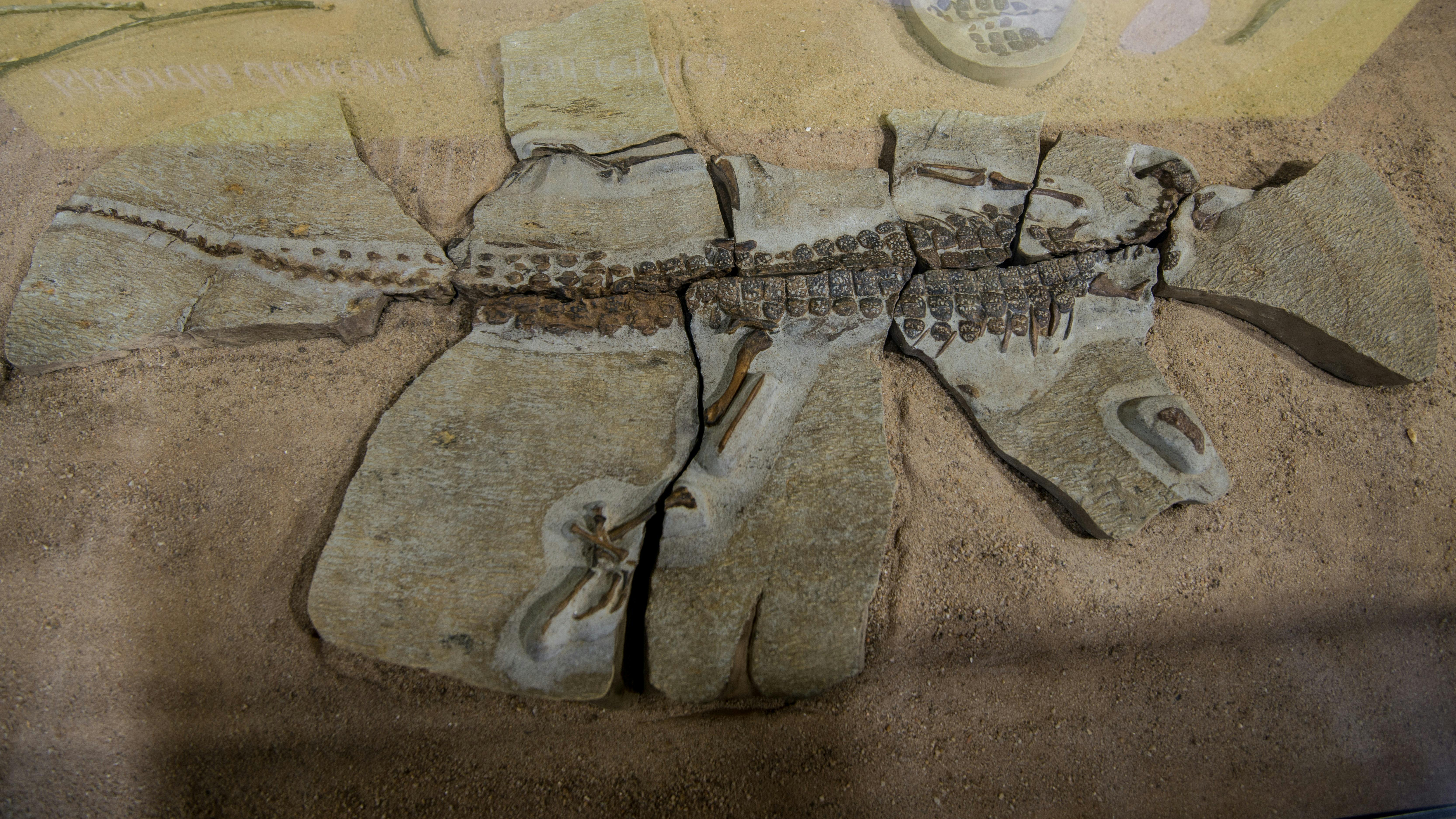 It lived almost 100 million years ago in what is now western Queensland, near the outback town of Is