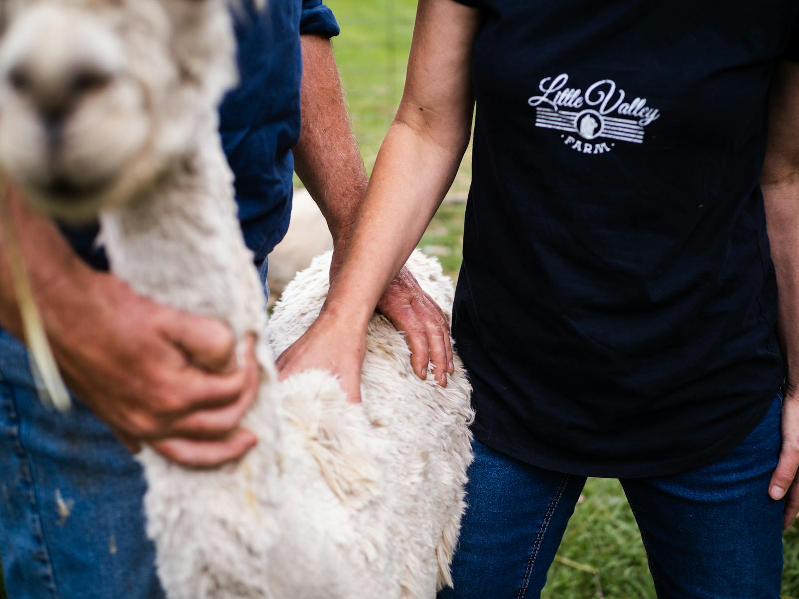Image for Alpaca Farm Husbandry Hands-on Workshop