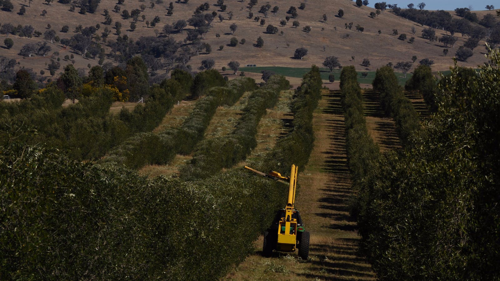 Rylstone Olive Press