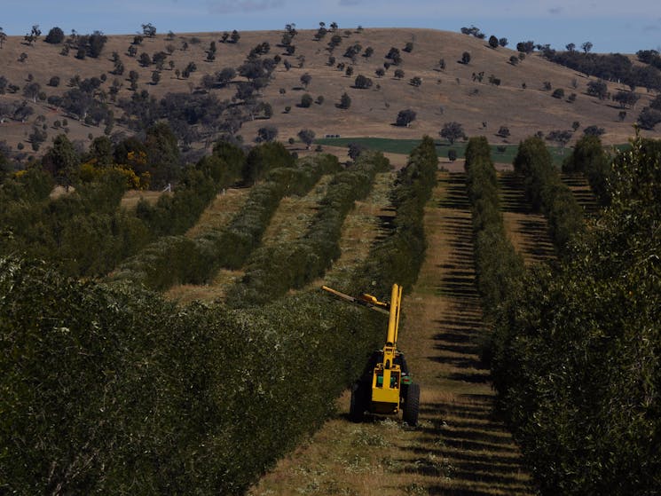 Harvest