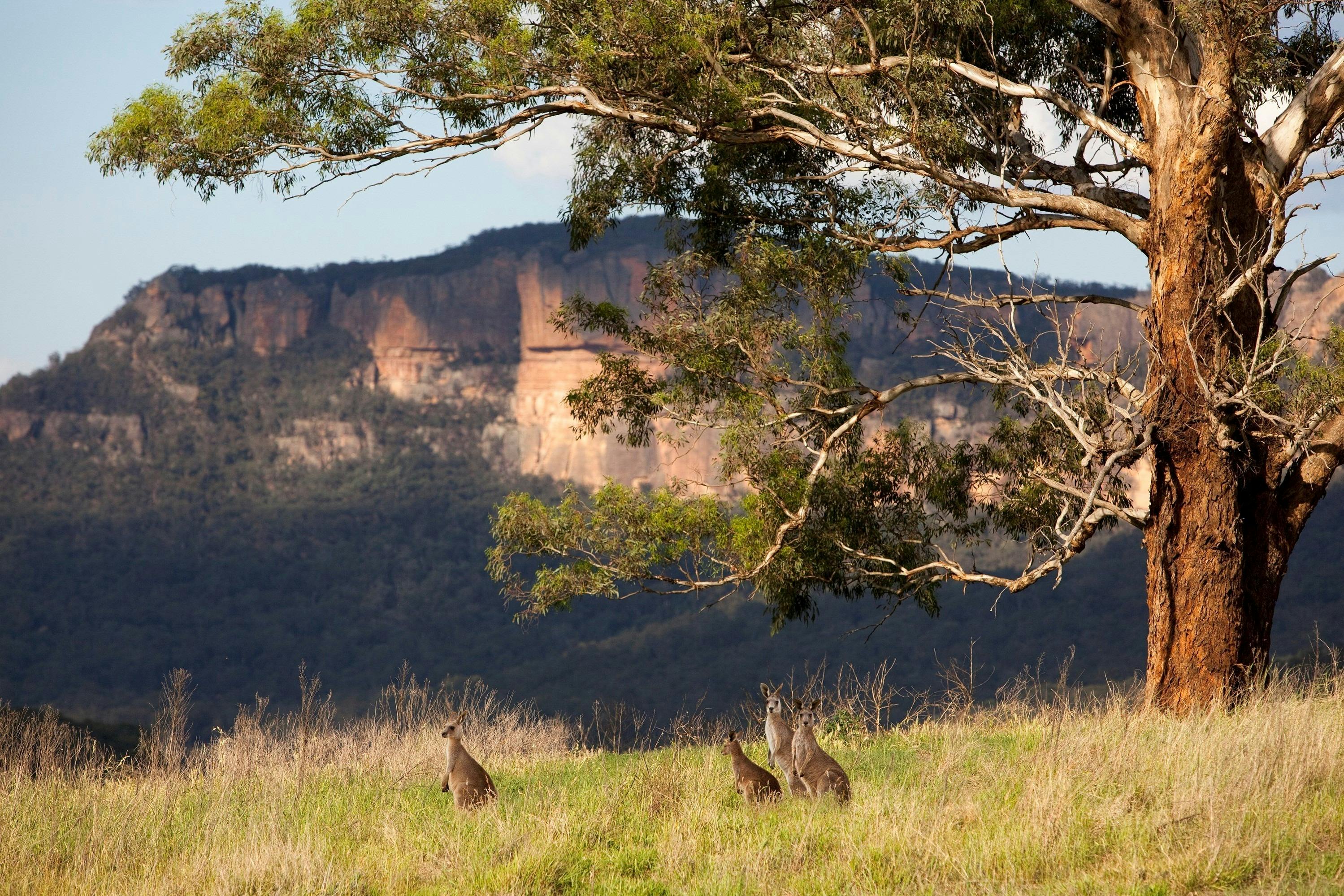 Autopia Tours - Blue Mountains - Wildlife landscapes, Emirates, Destination NSW