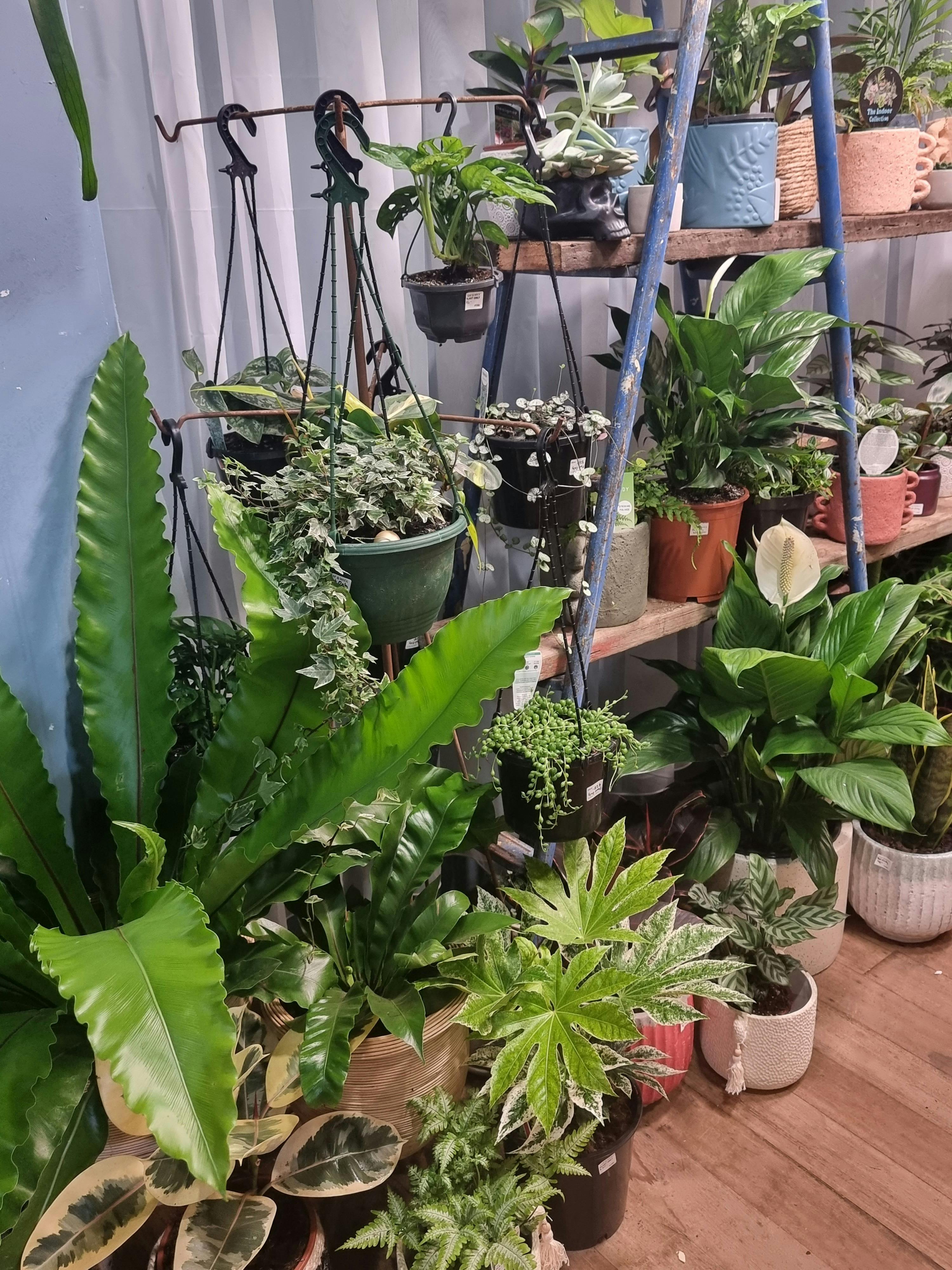 Ballarat Vintage & Collectables Market - Pots & Plants