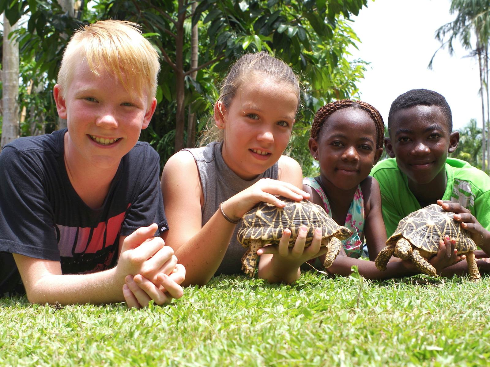 tortoise experience