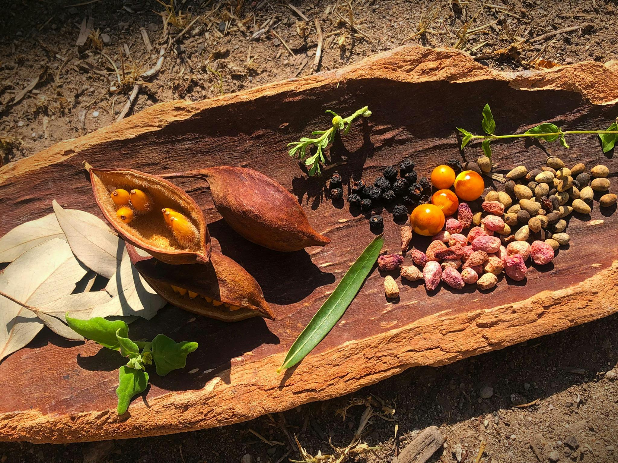 Plants and seeds in coolamon