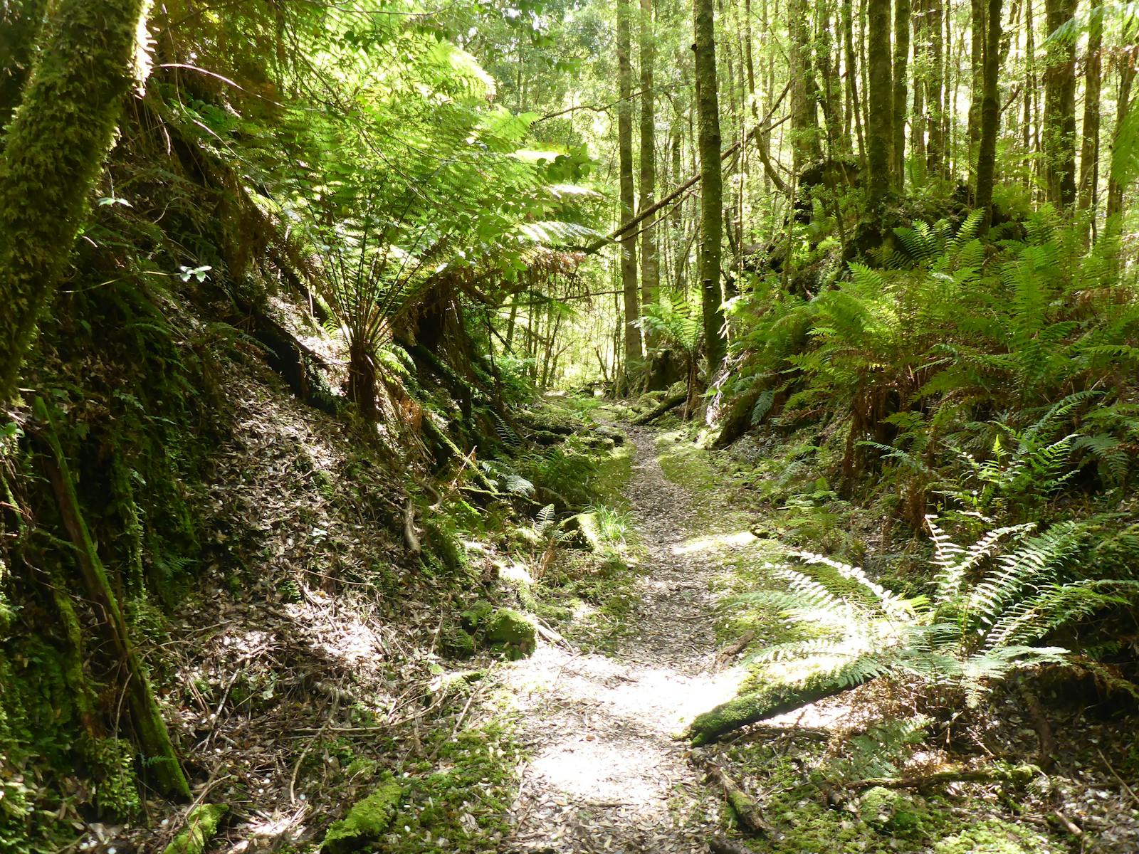 liffey falls trail