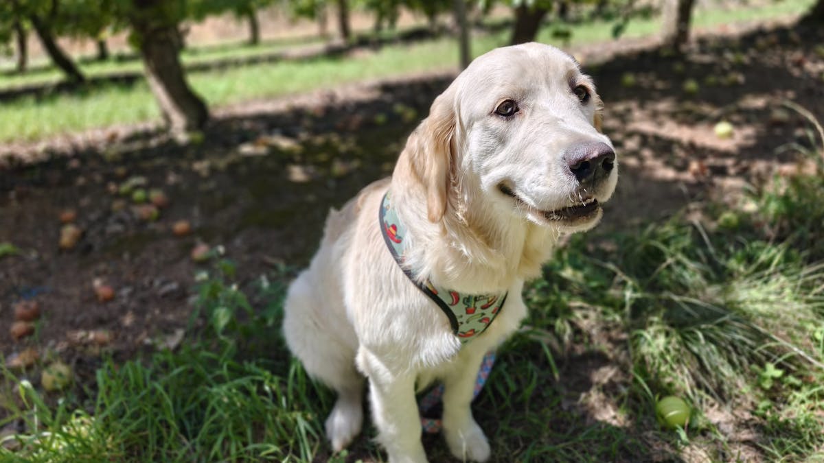 A golden retriever puppy enjoys the apple orchard