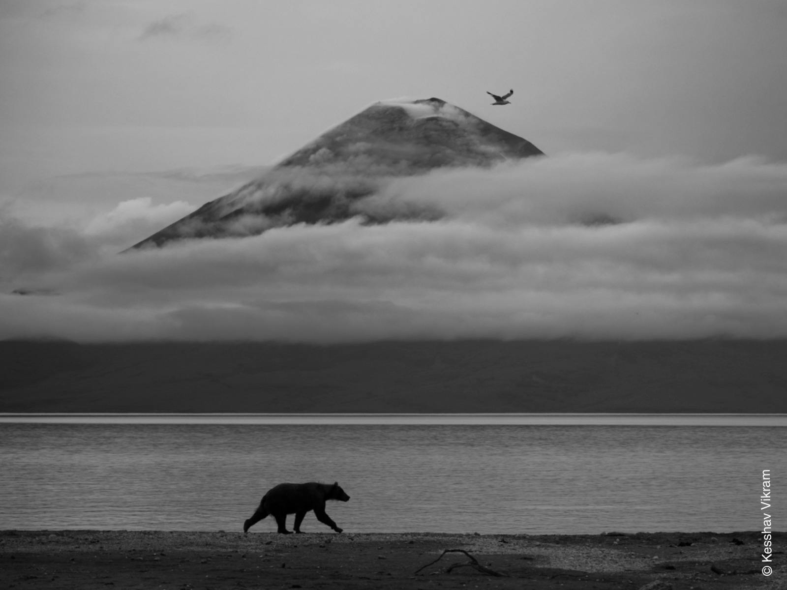 A black-white photo. A bear walks beside a lake. At the back, a bird and clouds surround a mountain