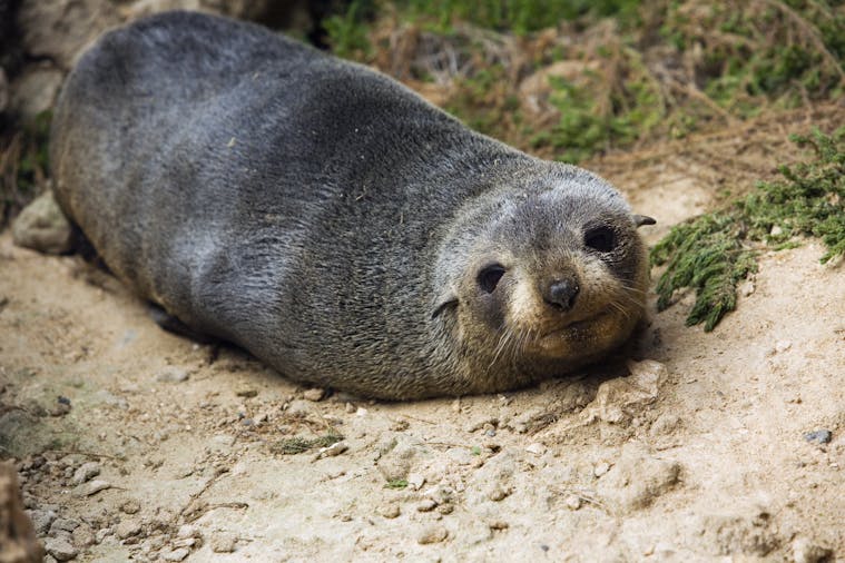 One Day Kangaroo Island Experience