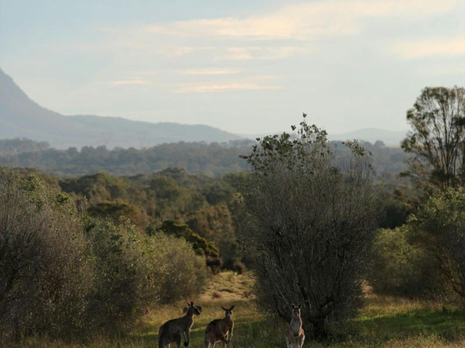 Kängurus beobachten