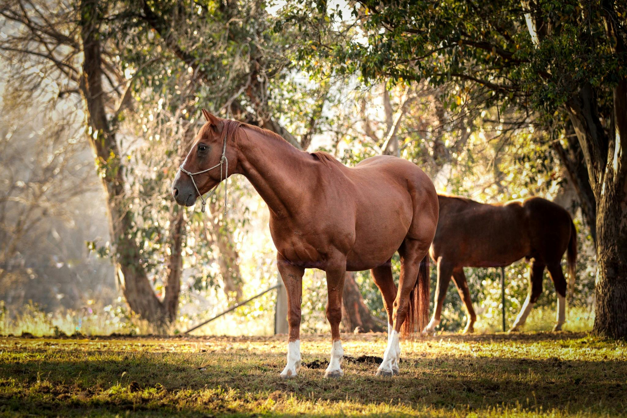 Chestnut horse looking