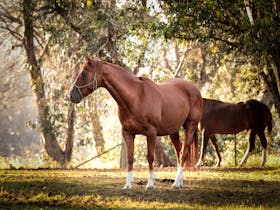 Chestnut horse looking