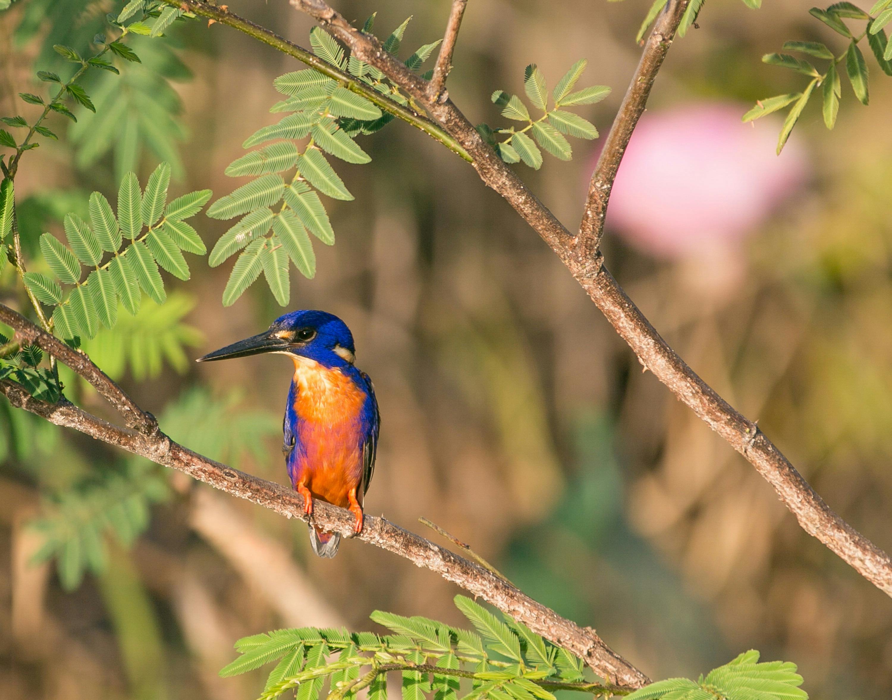 Azure Kingfisher