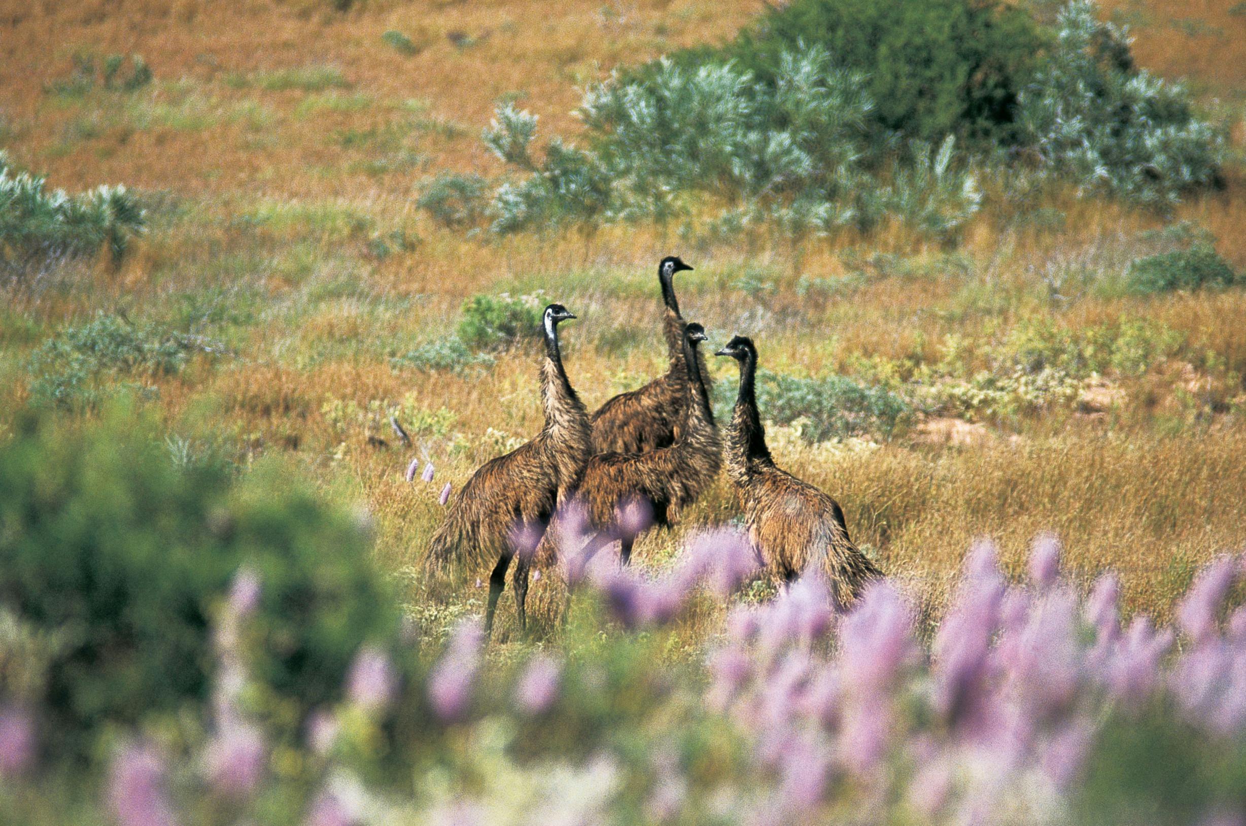 Coral Coast Wildlife, Cape Range National Park, Western Australia