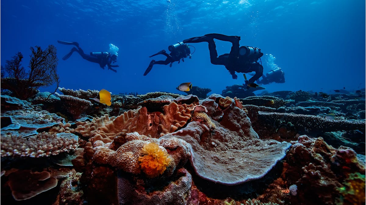 Lady Musgrave Experience Scuba Diving