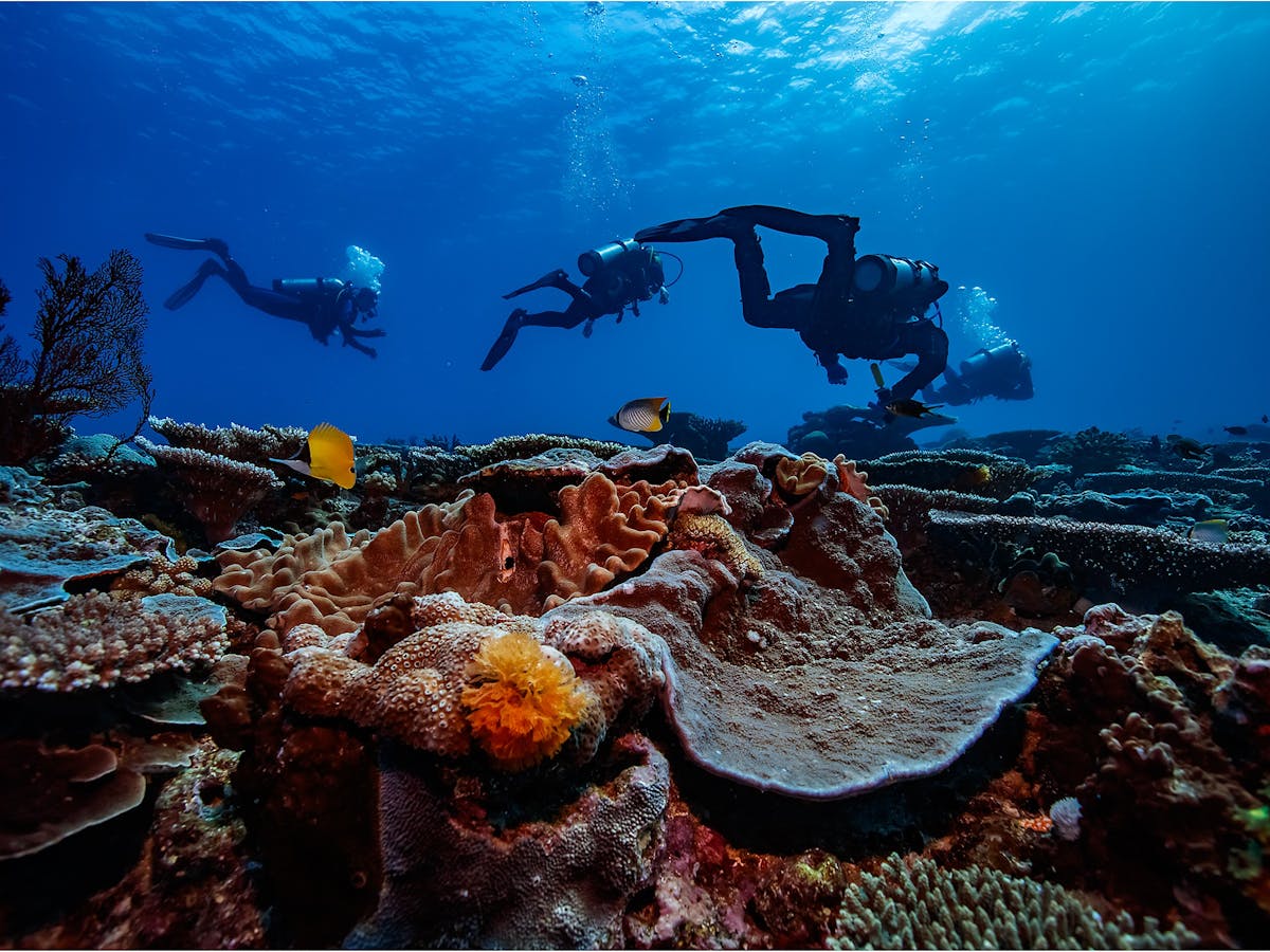 Lady Musgrave Experience Scuba Diving