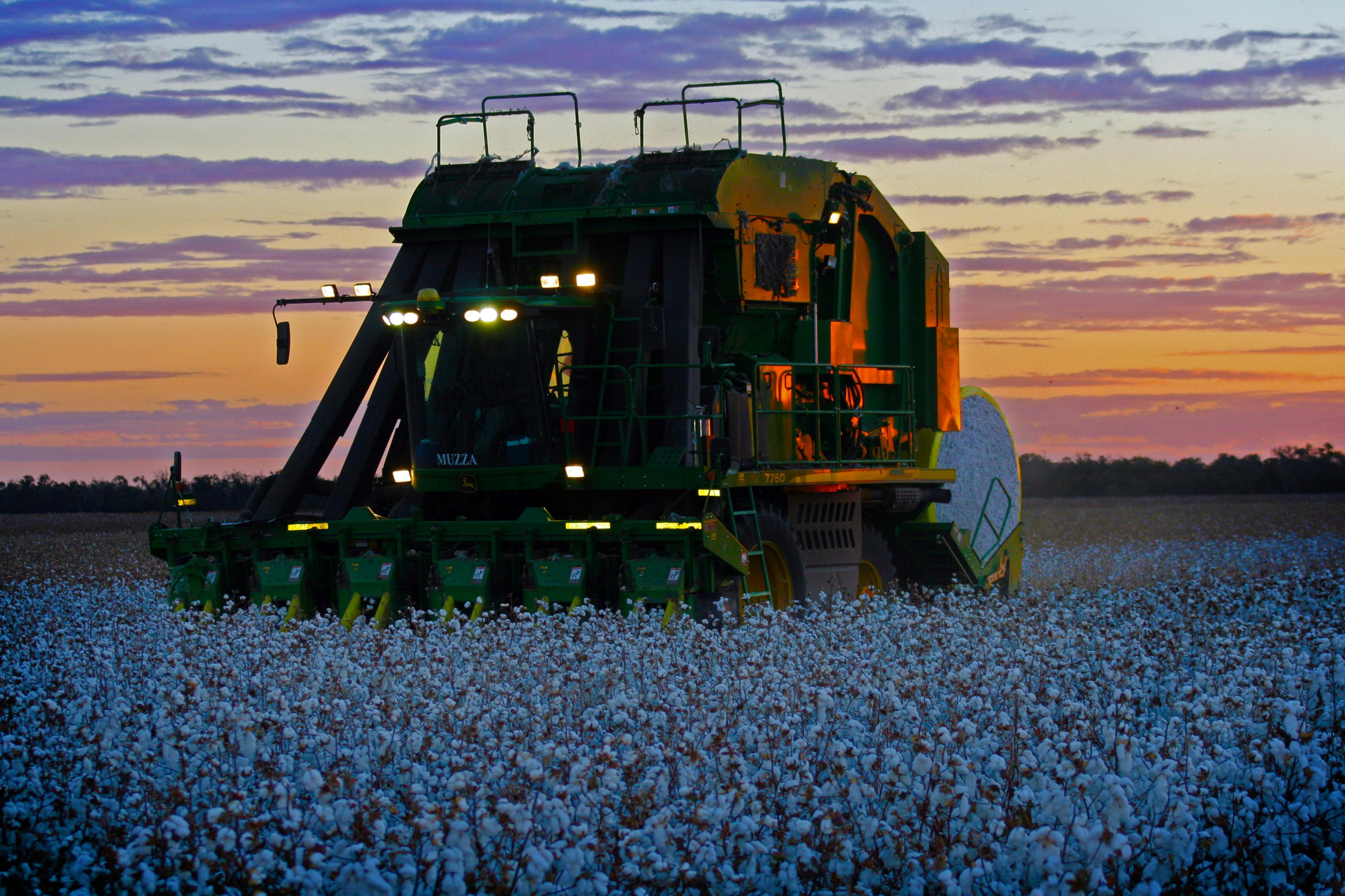 Cotton Picker at Sunset