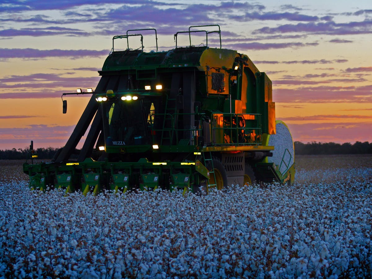 Cotton Picker at Sunset