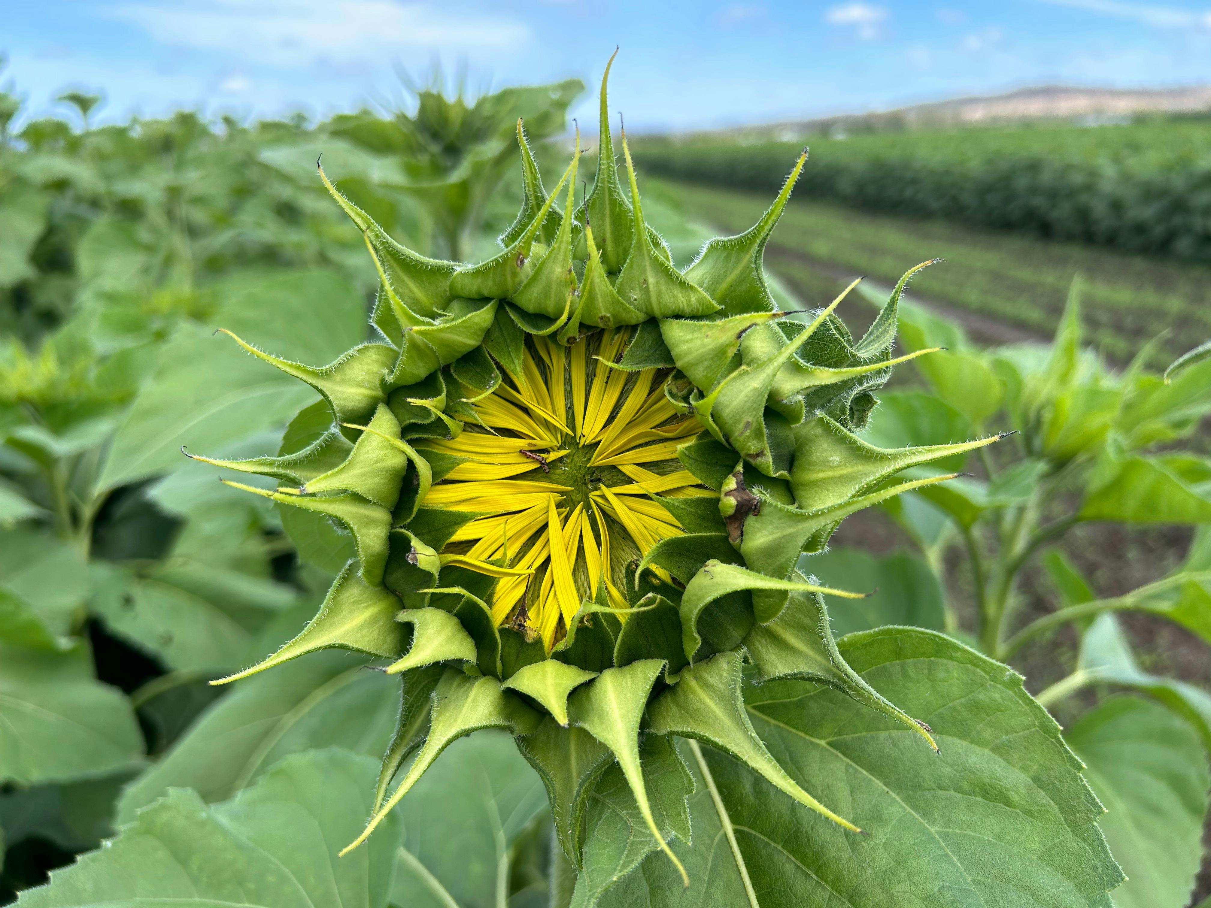 Sunflowers On Kents