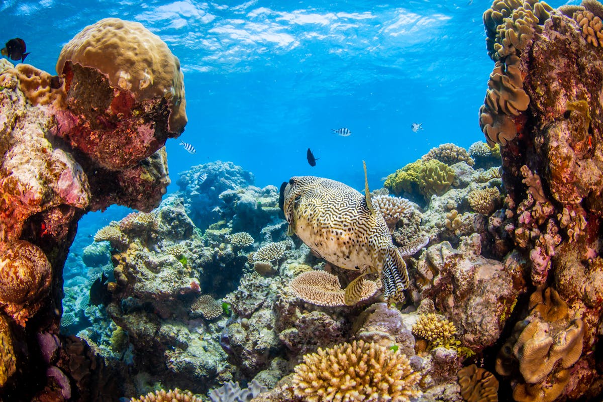 Great Barrier Reef Marine Life Coral Fish