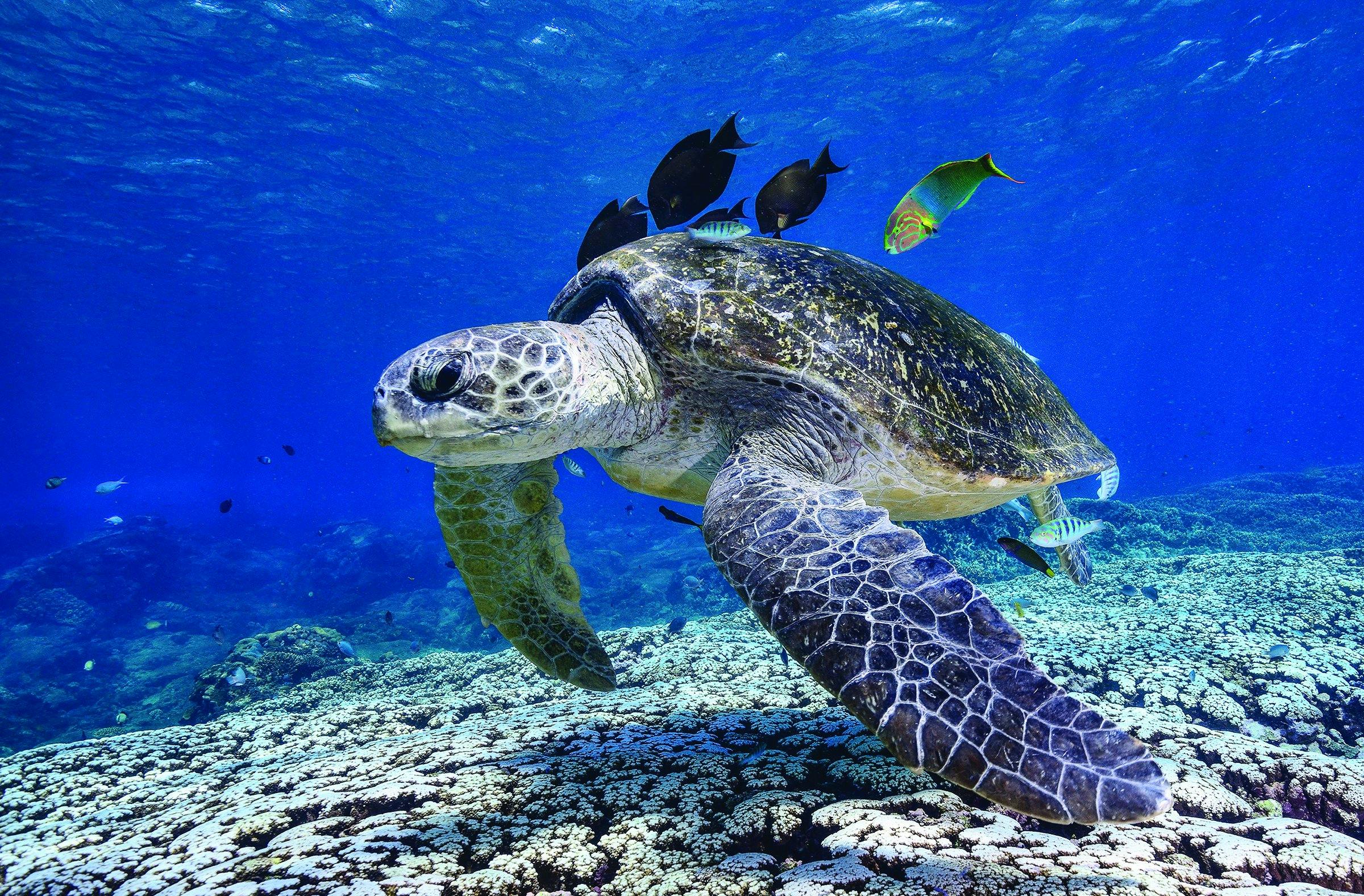 A turtle and its entourage checking out its visitors at Flinders Reef
