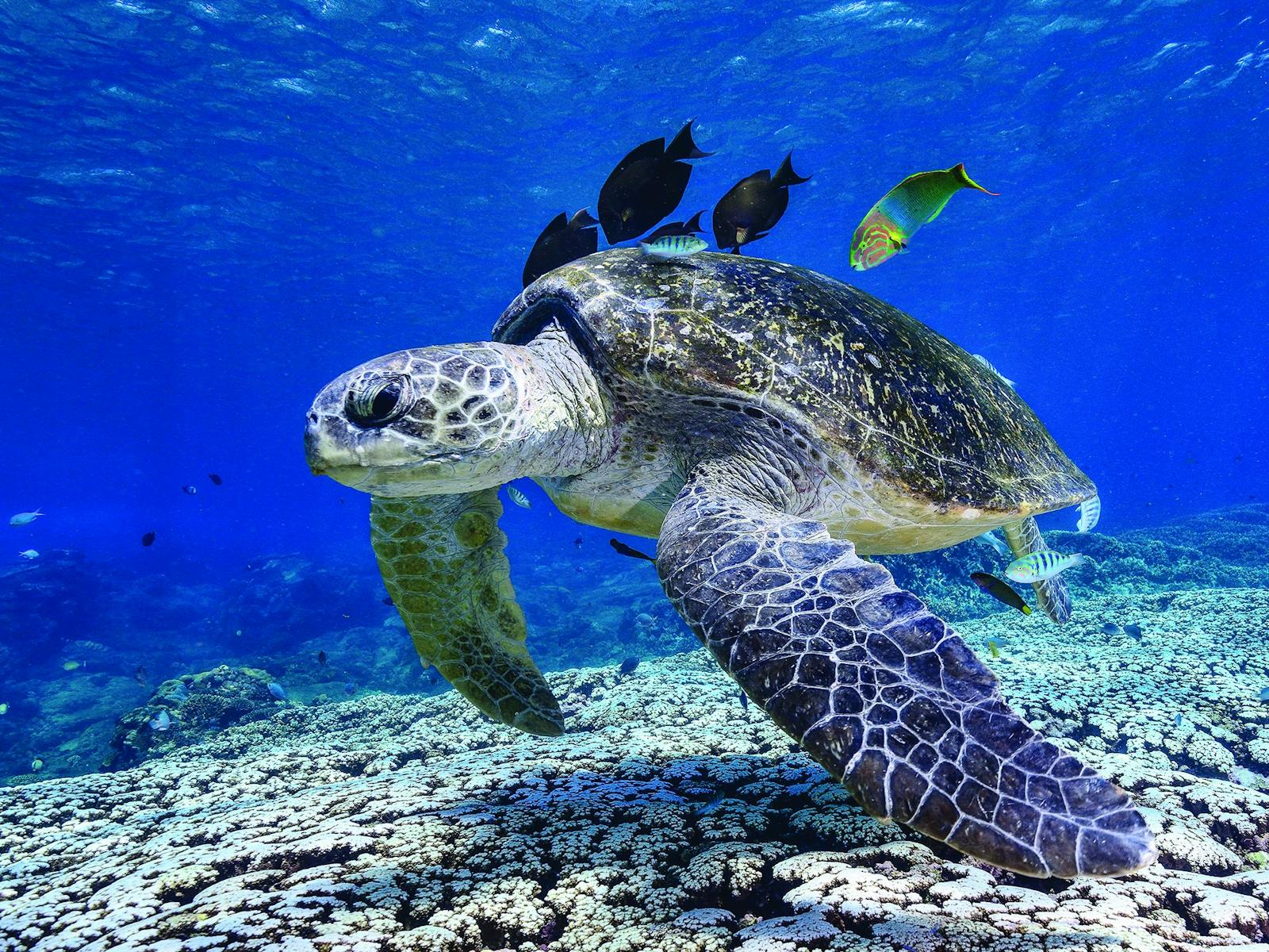 A turtle and its entourage checking out its visitors at Flinders Reef