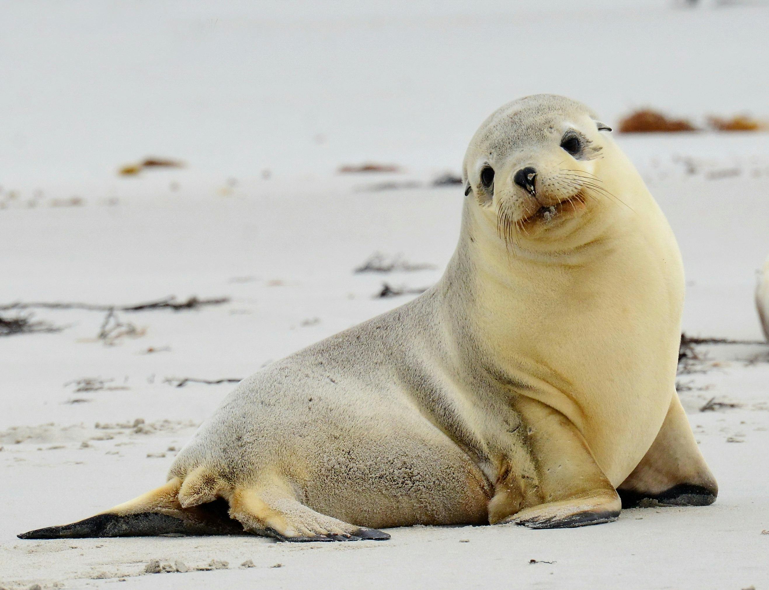 Kangaroo Island Touring Company