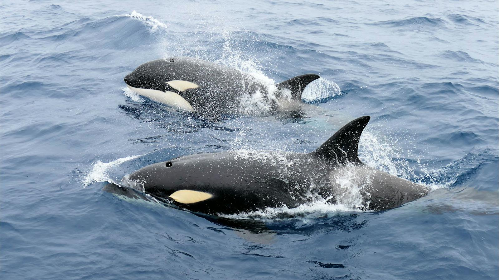 Killer Whale mother and calf