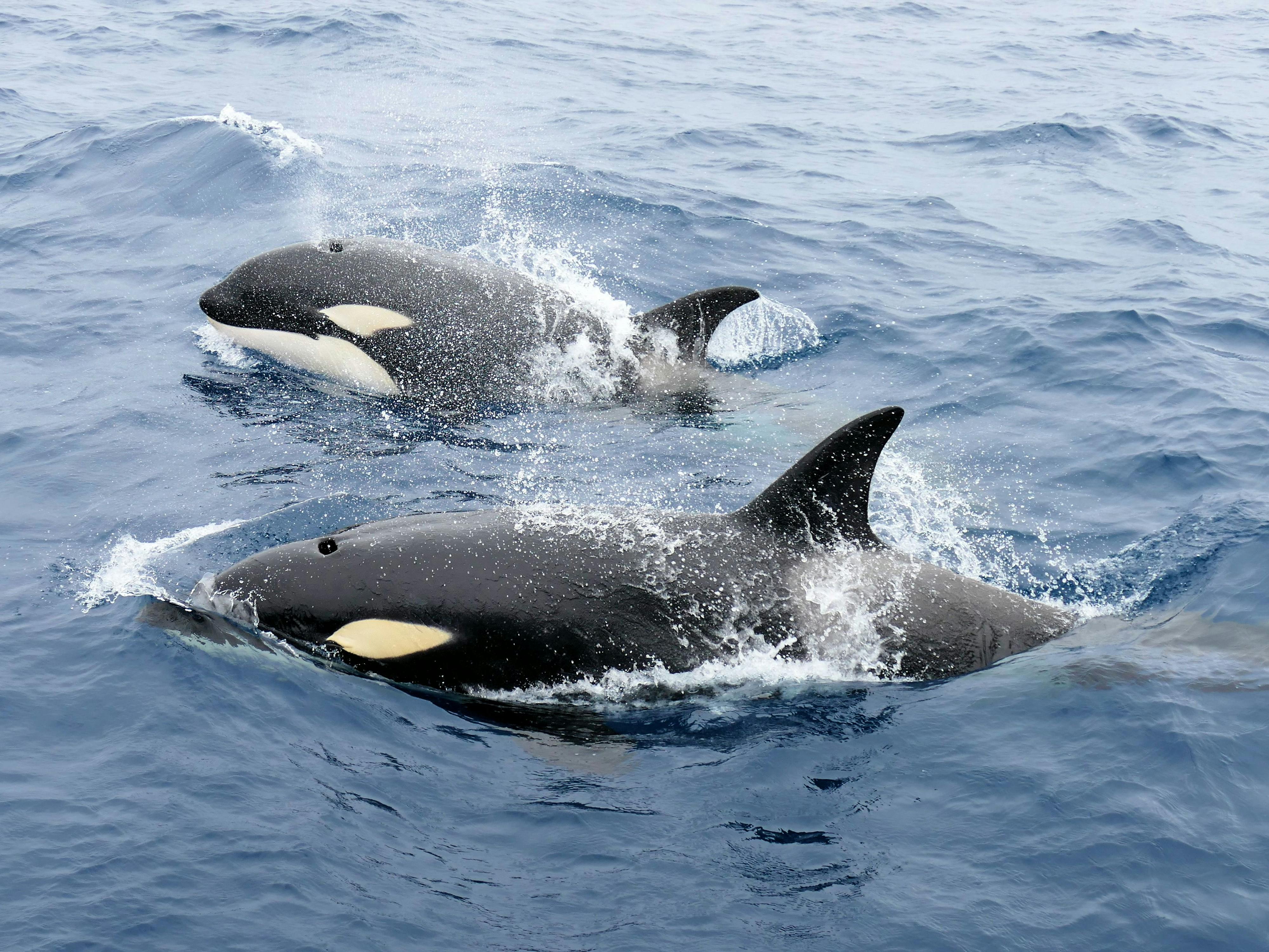 布雷默峡谷虎鲸探险- 旅游产品- Tourism Western Australia