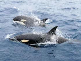 Killer Whale mother and calf