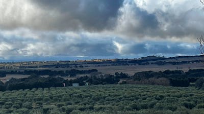 View over the Olive trees